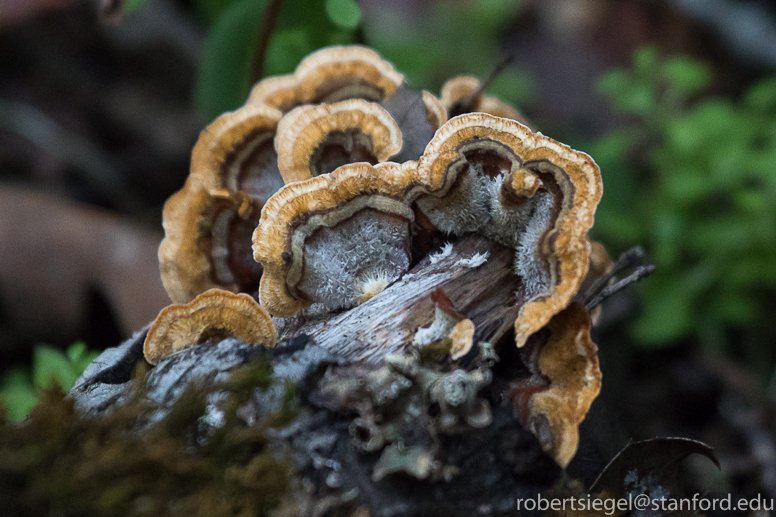 turkey tails at Jasper Ridge